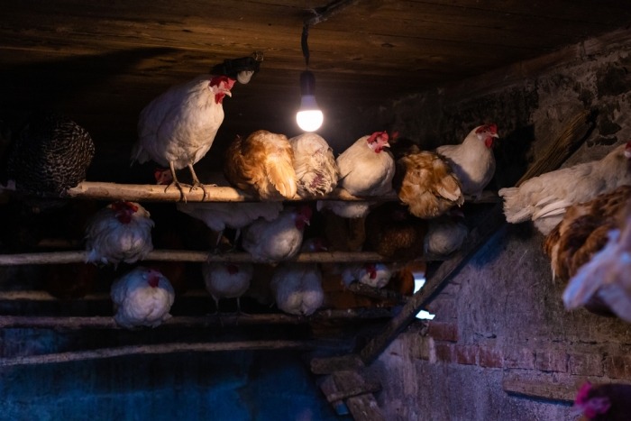 Kippen zitten op zitstokken met verschillende hoogtes