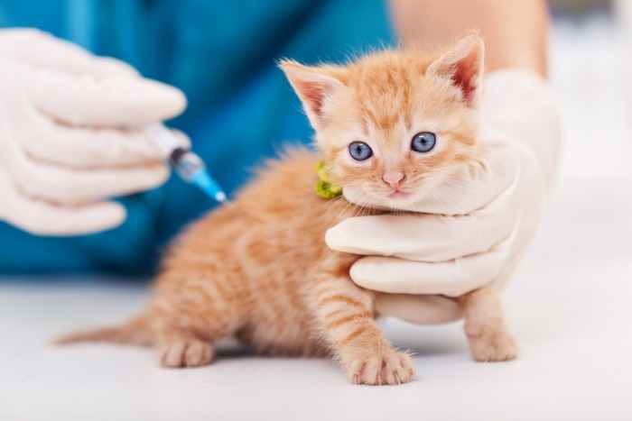 Rosse kitten krijgt vaccin toegediend door dierenarts