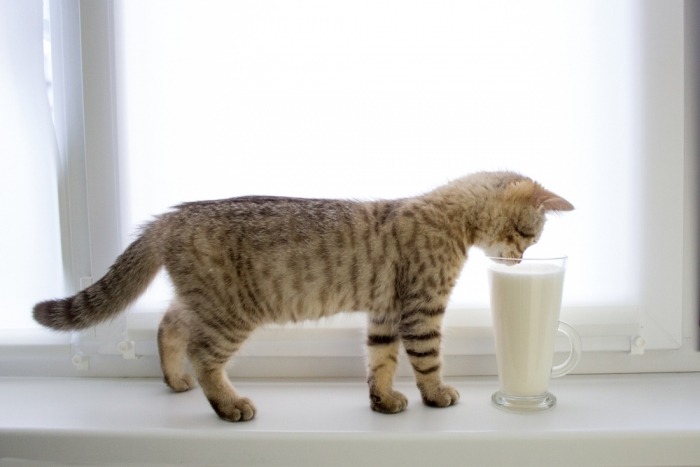 Kitten met glas melk