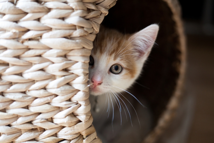 Kitten verstopt zich achter mand