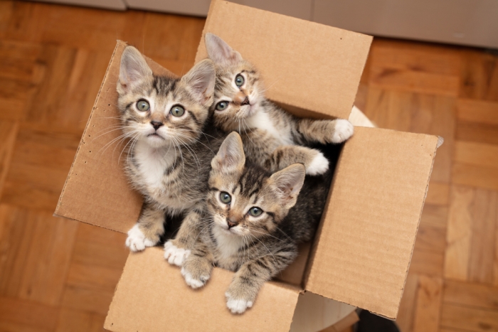 Kittens in kartonnen doos