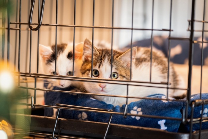 Kittens in een kooi