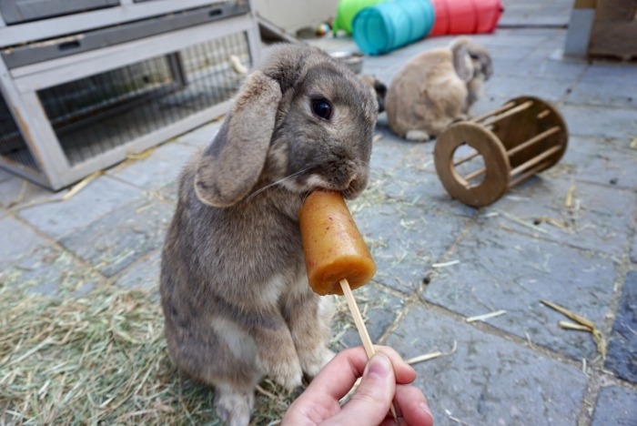 Bruin konijn met hangoren eet van een ijsje