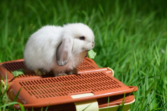 Etend konijn op een reismandje