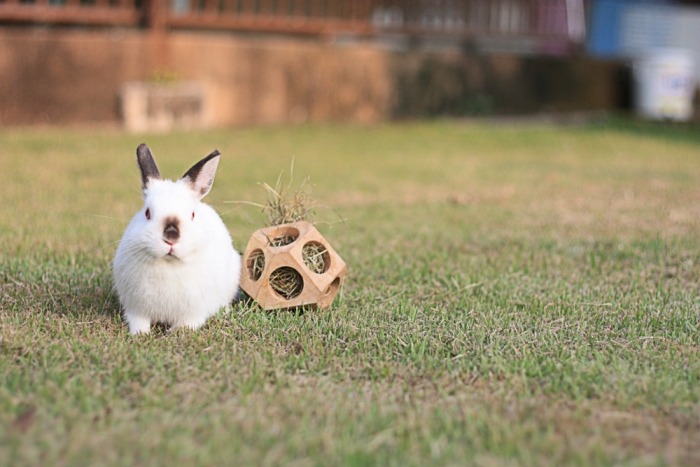 Verspilling Won middag Blog voor Beestig: 10x verrijking voor je konijnen – De Nijnerij