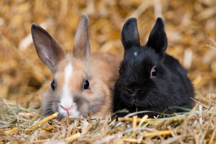 konijnen in verschillende kleur