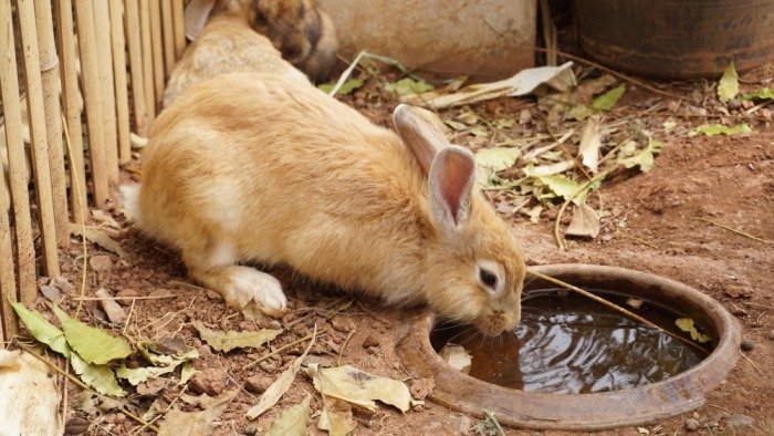 Bruin konijntje drinkt water uit een schaaltje
