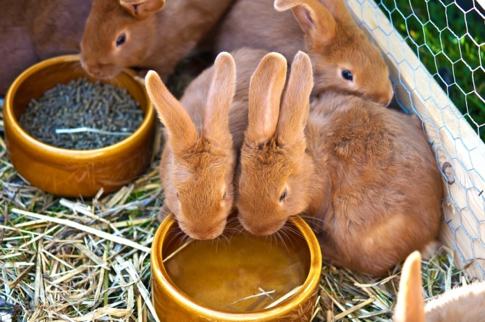 Bruine konijntjes drinken water uit een open bakje