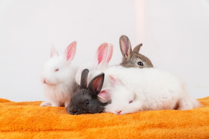 Kleine konijntjes zitten samen op een oranje deken
