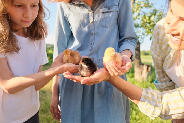 Meisjes houden kuikentjes vast