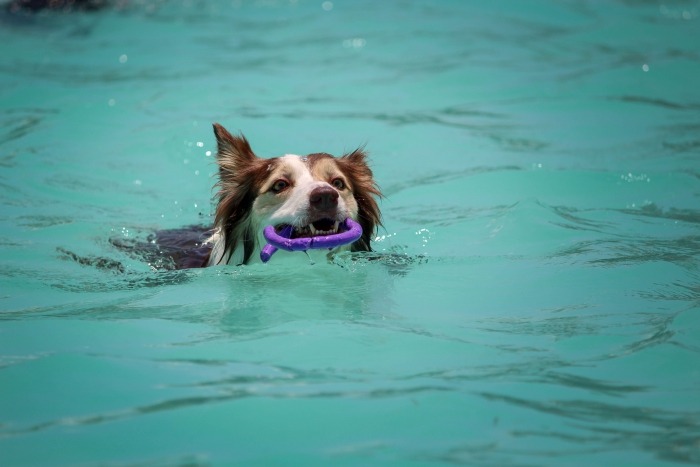 Hond zwemt in water