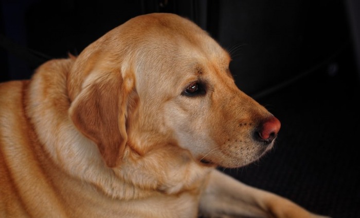 de_labrador_één_van_de_populairste_honden_ter_wereld de_labrador_één_van_de_populairste_honden_ter_wereld
