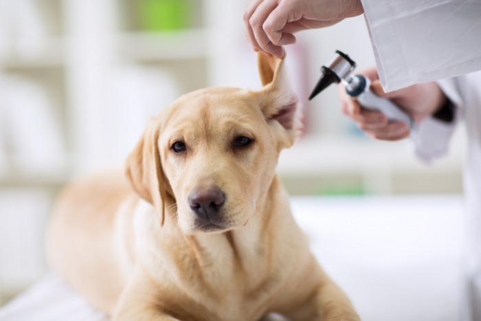 Labrador laat oren controleren door dierenarts