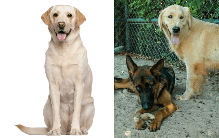 Labrador retriever, Duitse herder en golden retriever