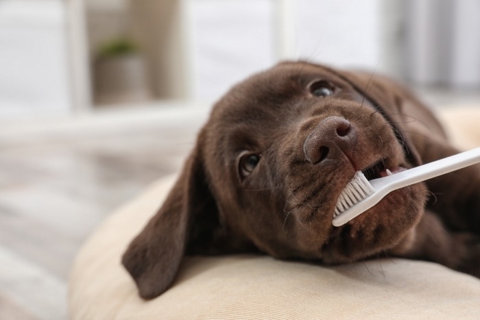 Chocolade labrador puppy met tandenborstel in de mond