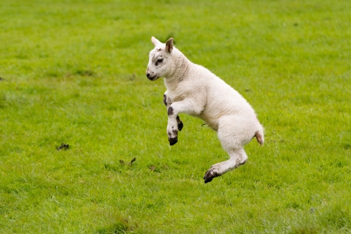 Lammetje maakt sprong in het gras
