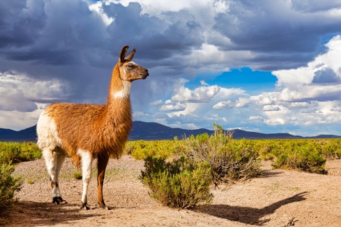 In het wild vind je de lama op de hoogvlaktes van de Andes 