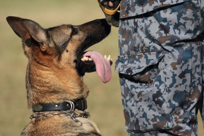 Mechelse herdershond naast zijn baas in het leger 