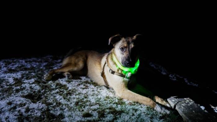 Hond met lichtgevende halsband