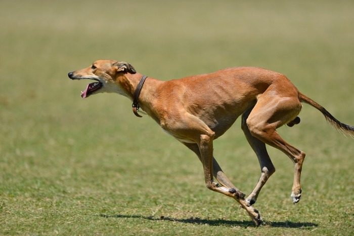Bruine greyhound loopt op gras