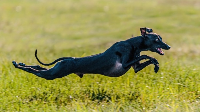 lopende greyhound