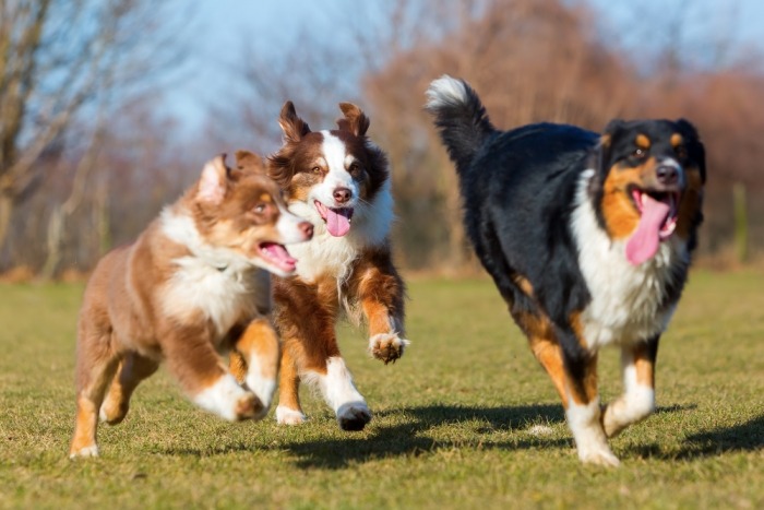 Drie loslopende honden spelen samen