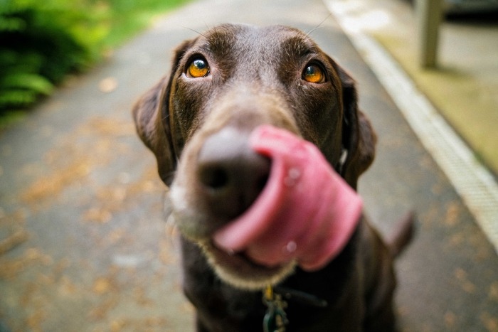Bruine hond likt met tong over neus