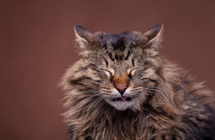 Maine Coon niest