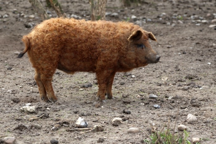Het Mangalitza-varken met zijn kenmerkende krulvacht