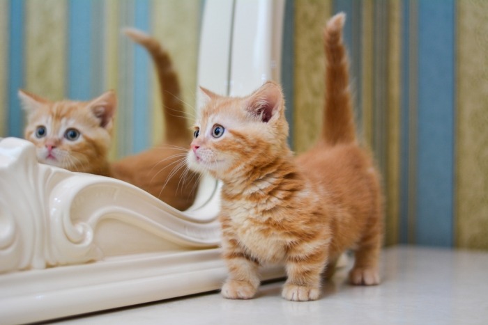 ros munchkin kitten staat voor een barokke spiegel 