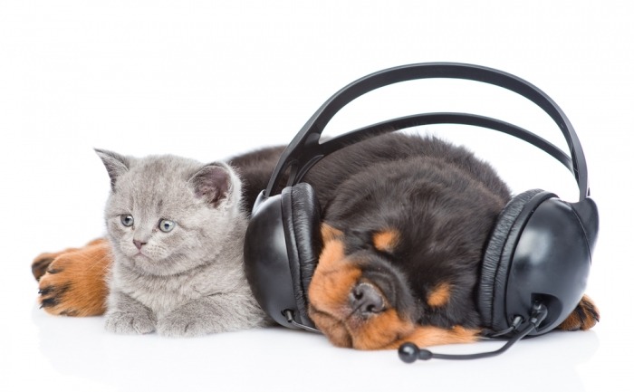 Puppy en kitten luisteren naar muziek door hoofdtelefoon