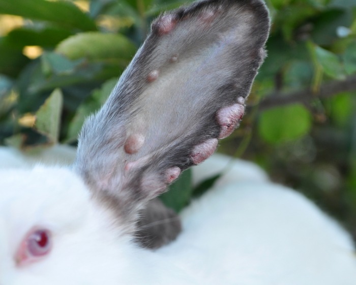 Zwellingen door myxomatose op het oor van een konijn