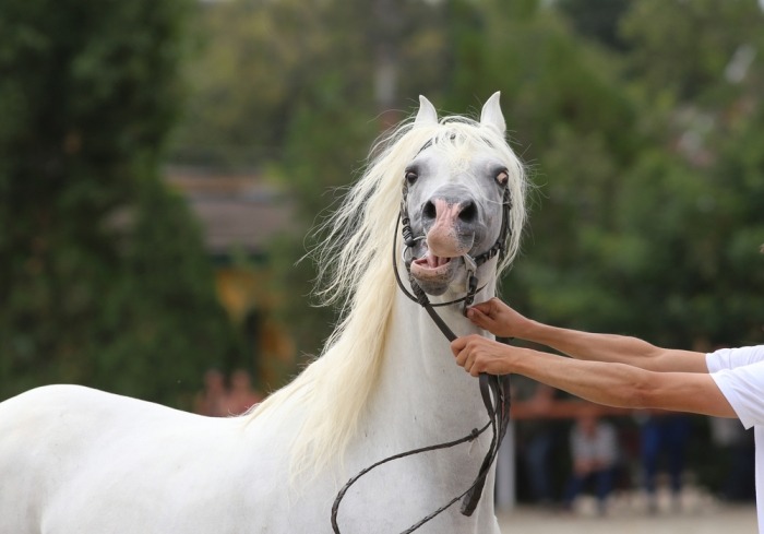 Nerveus wit paard met hoofdstel
