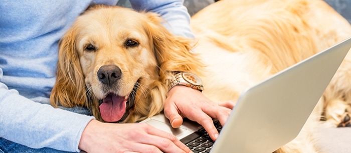 Een hond op kantoor Hond kijkt mee op de laptop.