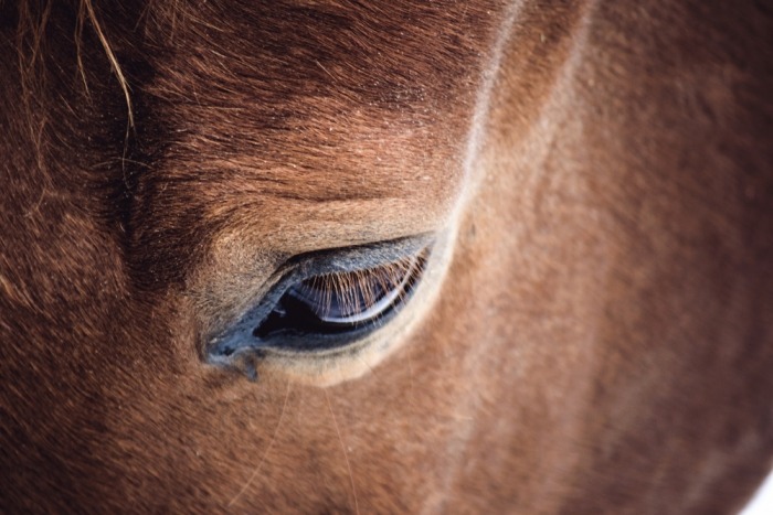 Close-up van het oog van een bruin paard