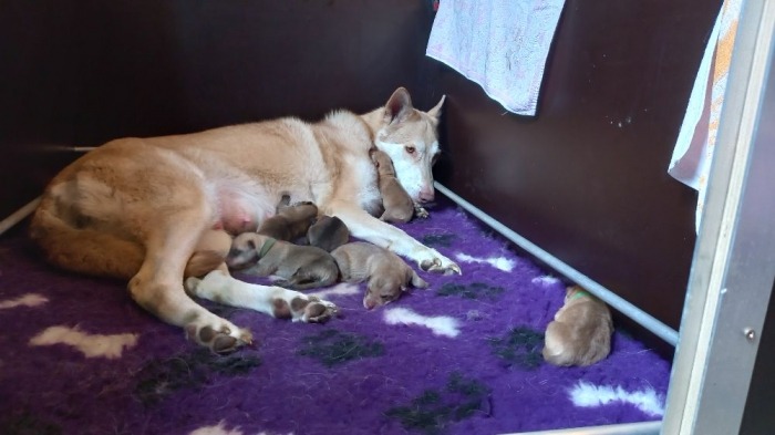 Ostar zoogt haar pupjes