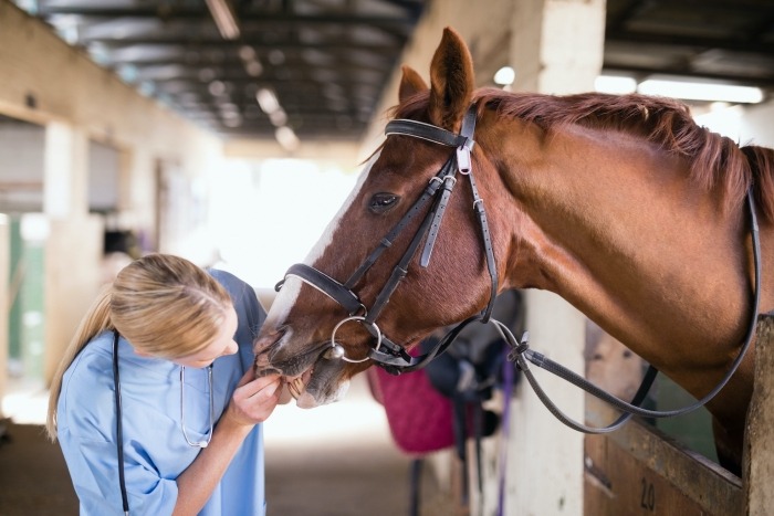 Dierenarts onderzoekt paard