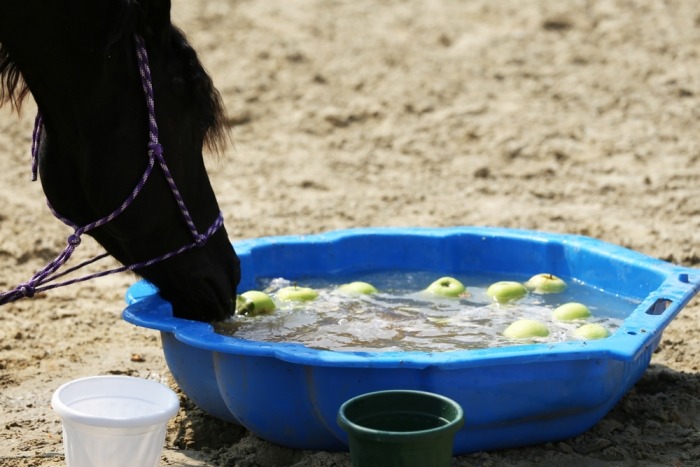 Paard drinkt uit blauwe schelp met appels 