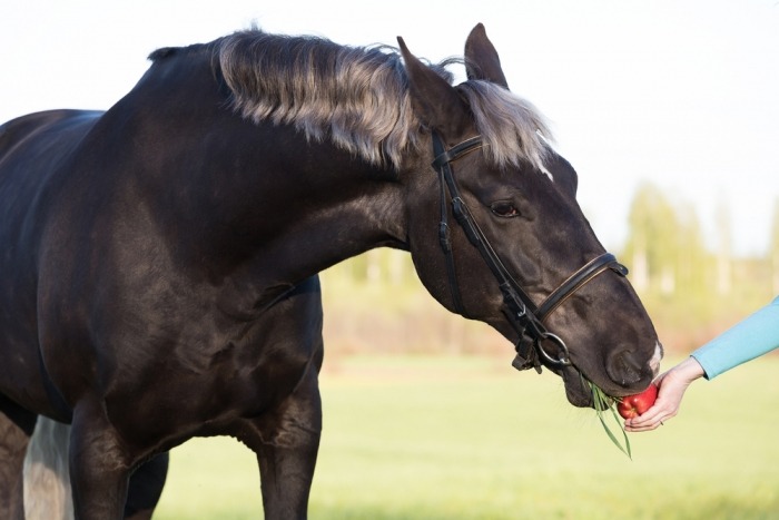 Hand voert appel aan paard