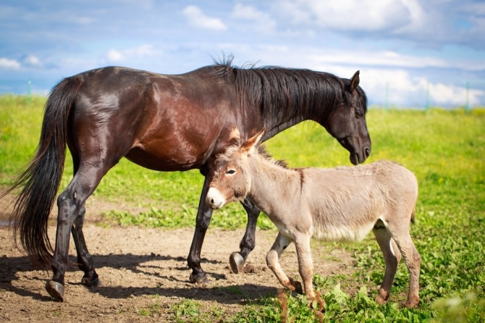 Ezel en paard staan samen in de wei