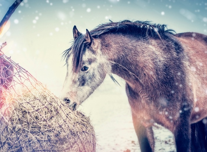 Paard eet van hooinet in de sneeuw