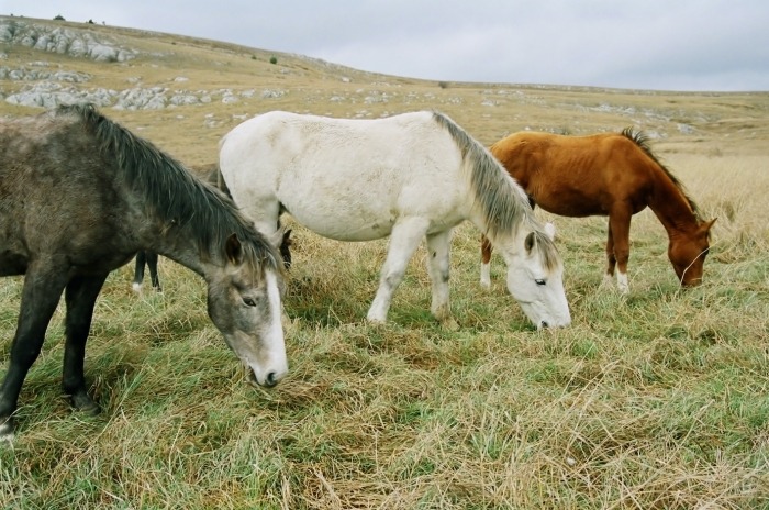 Drie paarden op een rij
