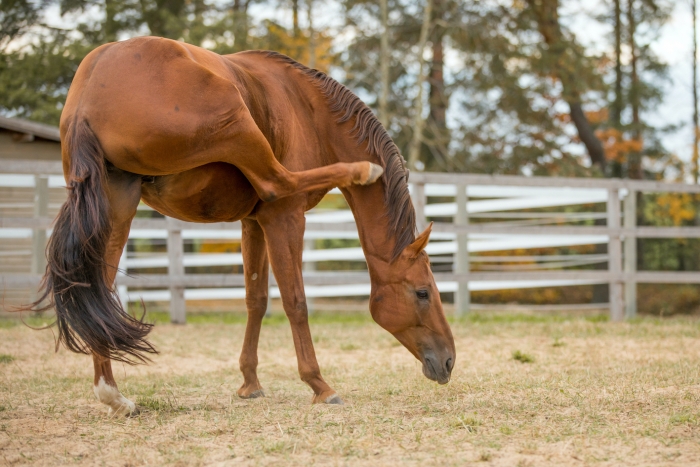 Paard krabt zichzelf