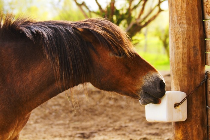 Paard likt van liksteen die aan paal hangt 
