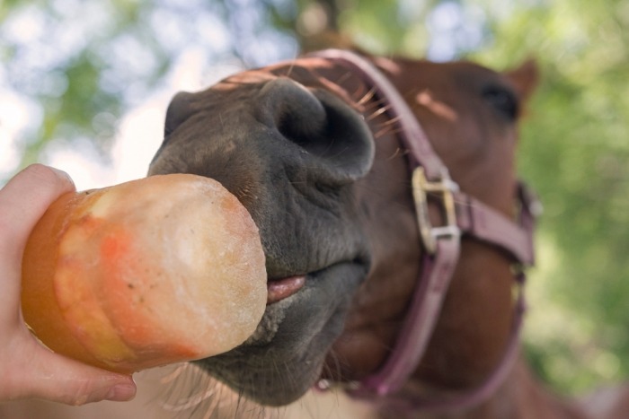 Paard likt aan een ijsje