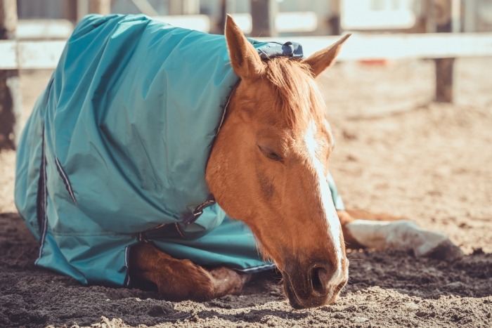 Paard met deken slaapt in paddock