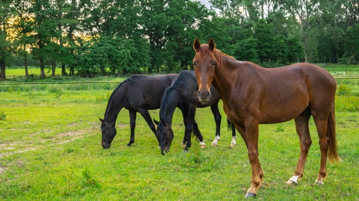 Drie paarden in een weide