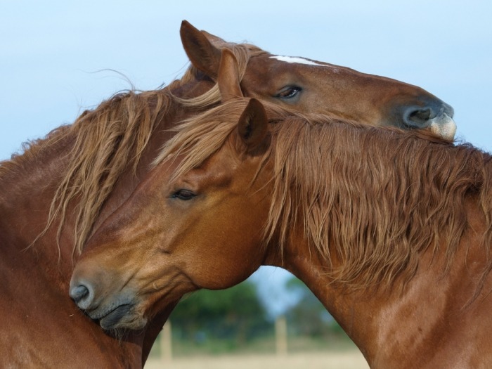 Twee paarden groomen elkaar op schouder en manenkam