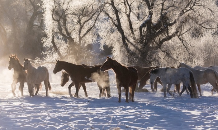 Paarden in sneeuw