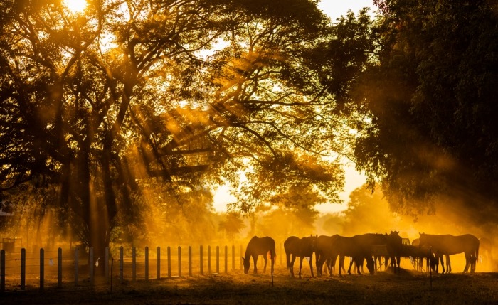 Kudde paarden in een weide met goudgele lichtinval
